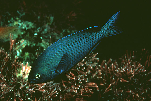 斑鳍光鳃鱼(Chromis punctipinnis)