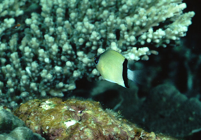 黑带光鳃鱼(Chromis retrofasciata)