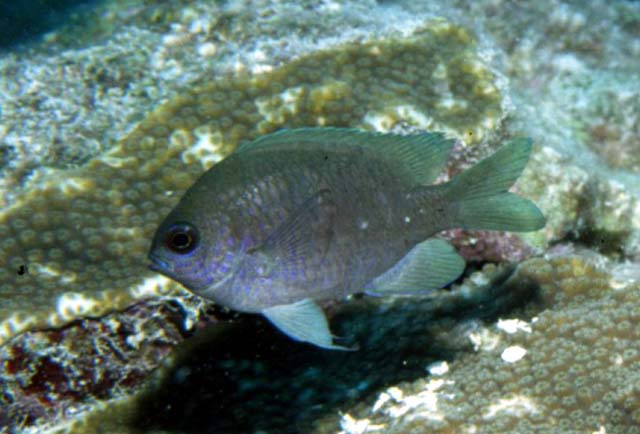 紫光鳃鱼(Chromis scotti)