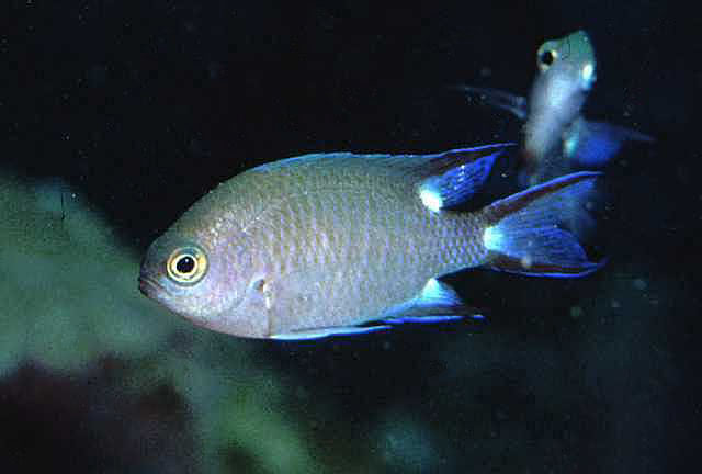 灵光鳃鱼(Chromis trialpha)
