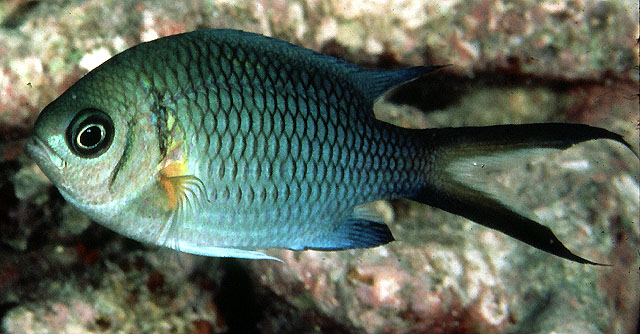 黄腋光鳃鱼(Chromis xanthochira)