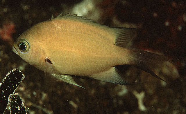 黄褐光鳃鱼(Chromis xutha)