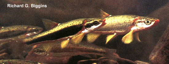 黑带红腹鱼(Chrosomus cumberlandensis)
