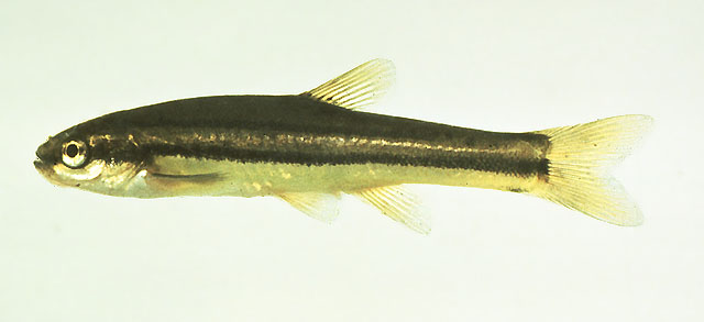北美红腹鱼(Chrosomus eos)