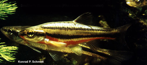 南方红腹鱼(Chrosomus erythrogaster)