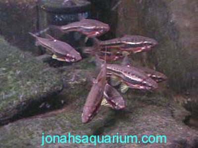山红腹鱼(Chrosomus oreas)