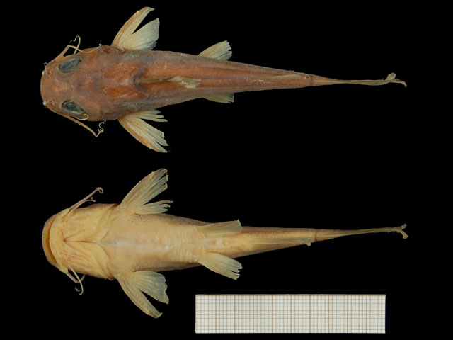 阿卢金鲿(Chrysichthys aluuensis)