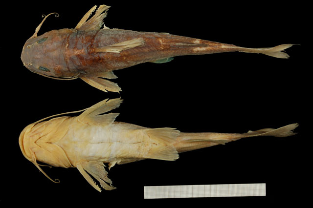 戴氏金鲿(Chrysichthys dageti)