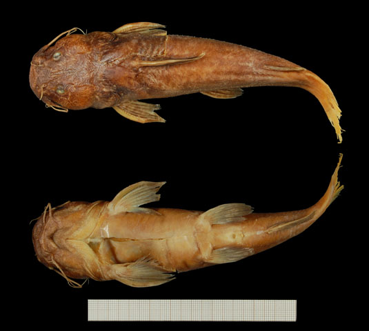 穴栖金鲿(Chrysichthys dendrophorus)