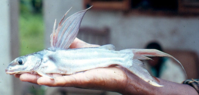 长背金鲿(Chrysichthys longidorsalis)