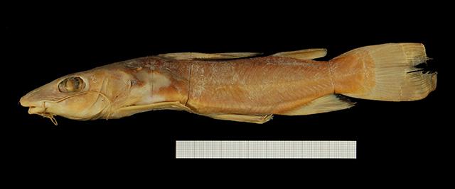 大鳍金鲿(Chrysichthys macropterus)