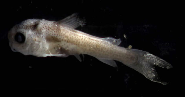 摩洛金鲿(Chrysichthys maurus)