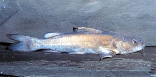 黑鳍金鲿(Chrysichthys nigrodigitatus)