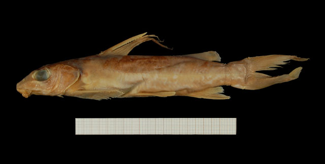 喀麦隆金鲿(Chrysichthys nyongensis)