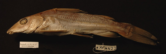 奥果金鲿(Chrysichthys ogooensis)