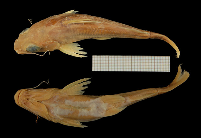 波氏金鲿(Chrysichthys polli)
