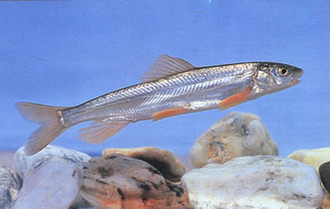 黄河鱼(Chuanchia labiosa)