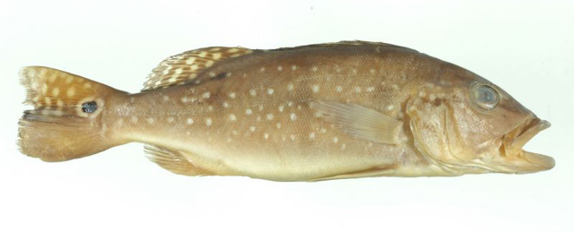 多鳞丽鱼(Cichla jariina)