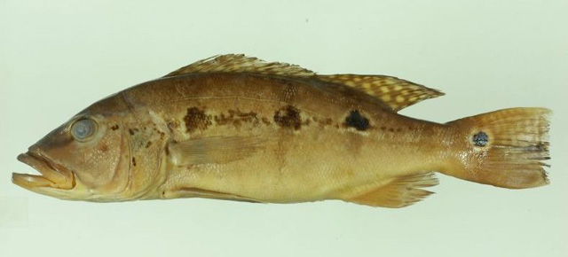 睛斑丽鱼(Cichla mirianae)