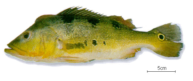 单丽鱼(Cichla monoculus)