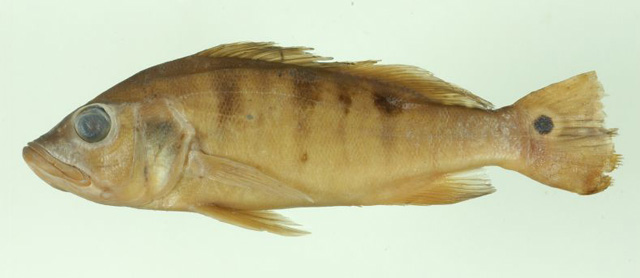 黑斑丽鱼(Cichla nigromaculata)