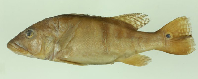 南美丽鱼(Cichla piquiti)