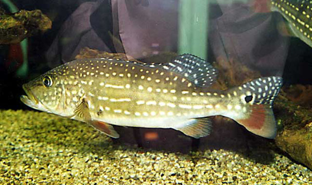 金目丽鱼(Cichla temensis)