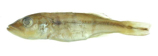 甲状丽鱼(Cichla thyrorus)