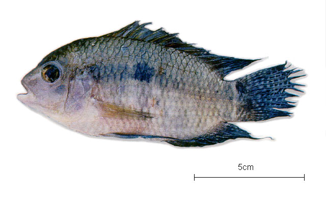 亚马逊河丽体鱼(Cichlasoma amazonarum)
