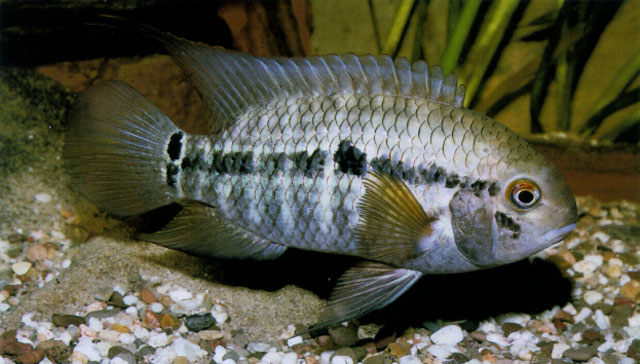 阿拉瓜亚河丽体鱼(Cichlasoma araguaiense)