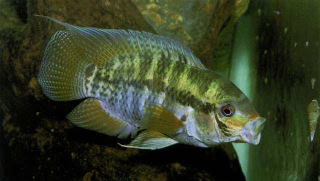 玻里维亚丽体鱼(Cichlasoma boliviense)