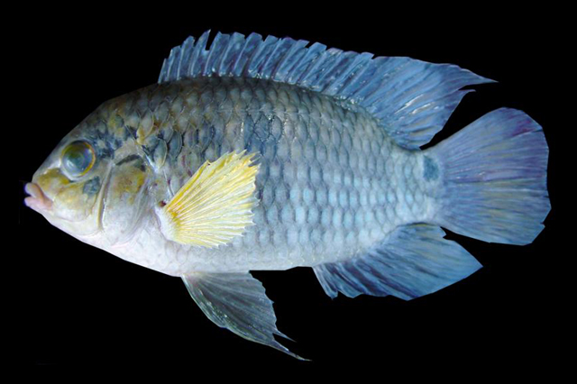 巴拉那河丽体鱼(Cichlasoma paranaense)