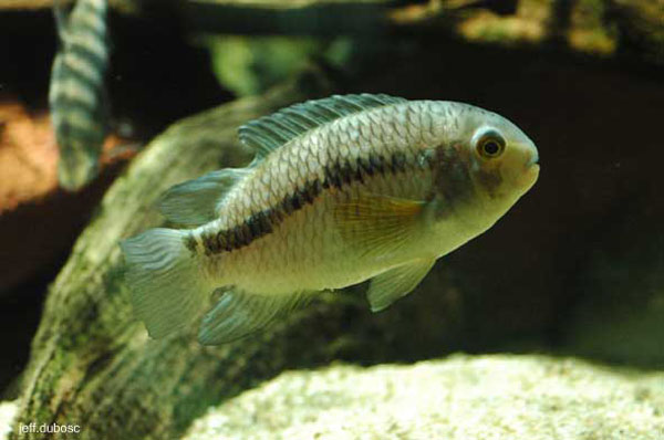 法兰西斯科丽体鱼(Cichlasoma sanctifranciscense)