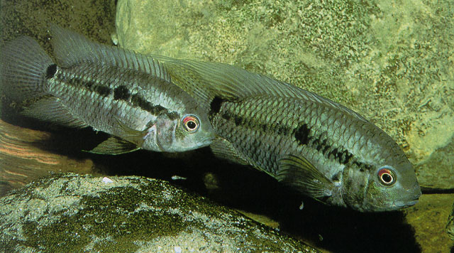 纹带丽体鱼(Cichlasoma taenia)