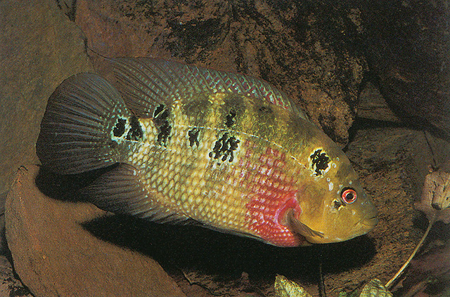 三斑丽体鱼(Cichlasoma trimaculatum)