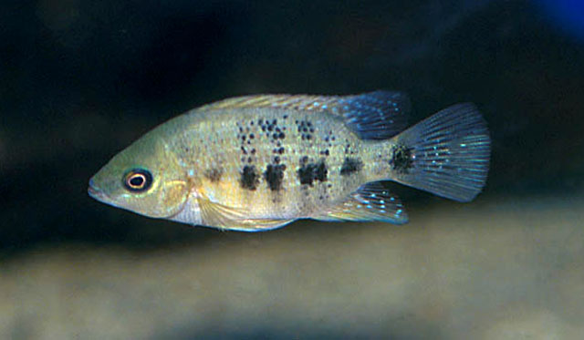 鲍氏丽体鱼(Cincelichthys bocourti)