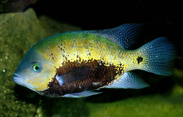 皮尔斯氏丽体鱼(Cincelichthys pearsei)