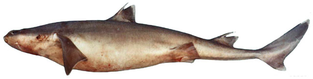 卷盔鲨(Cirrhigaleus asper)