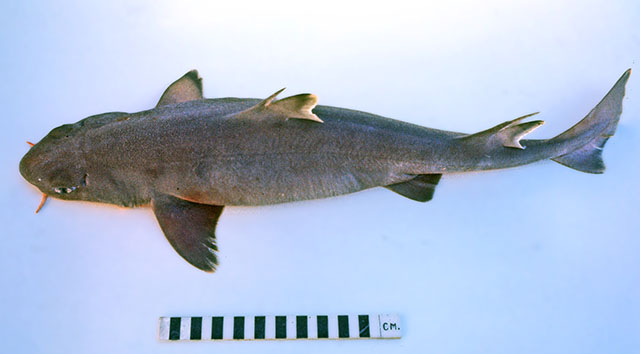 澳洲卷盔鲨(Cirrhigaleus australis)