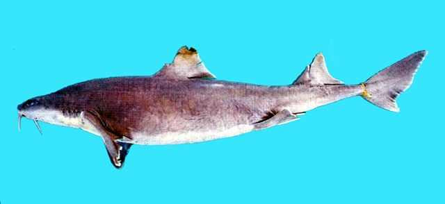 长须卷盔鲨(Cirrhigaleus barbifer)
