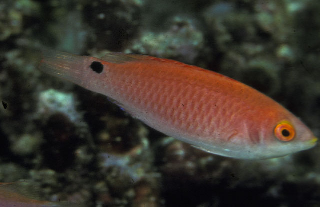 红身丝隆头鱼(Cirrhilabrus adornatus)