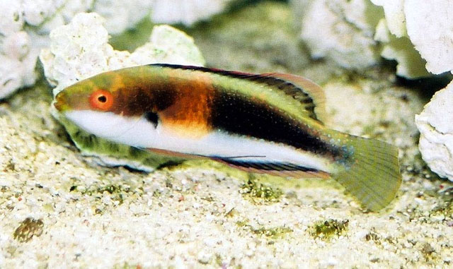 环纹丝隆头鱼(Cirrhilabrus balteatus)