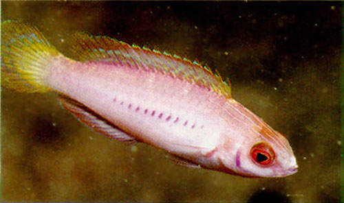 粉红丝隆头鱼(Cirrhilabrus blatteus)