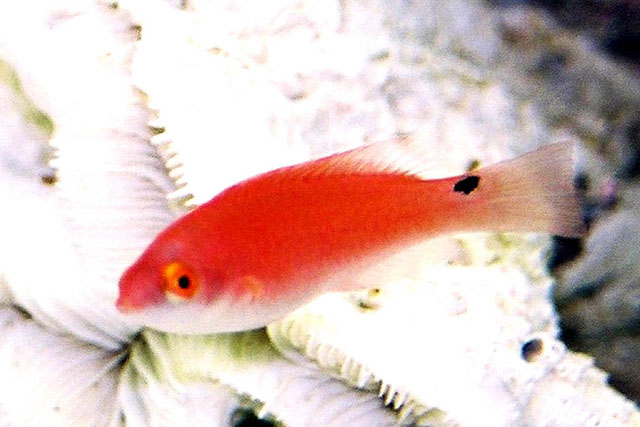 黄背丝隆头鱼(Cirrhilabrus flavidorsalis)