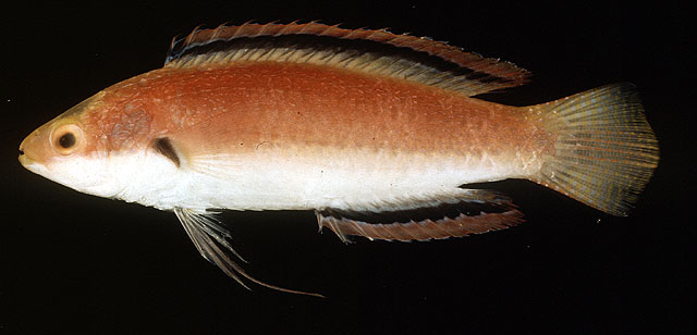 凯瑟琳丝隆头鱼(Cirrhilabrus katherinae)