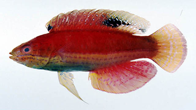 卡氏丝隆头鱼(Cirrhilabrus katoi)