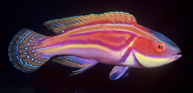 拉氏丝隆头鱼(Cirrhilabrus laboutei)
