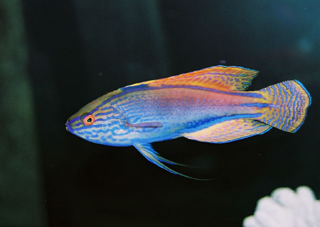 红丝丝隆头鱼(Cirrhilabrus lineatus)