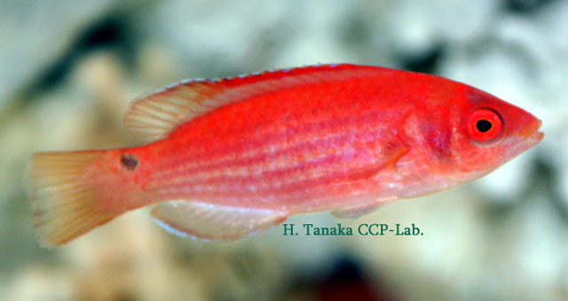 艳红丝隆头鱼(Cirrhilabrus marjorie)