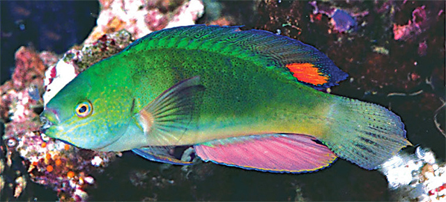 黑缘丝隆头鱼(Cirrhilabrus melanomarginatus)